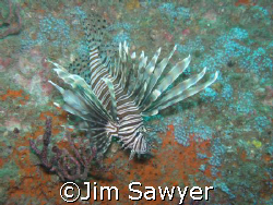 Lion fish on the U-352 off north Carolina Coast, Moorehea... by Jim Sawyer 